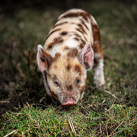 humbug the piglet