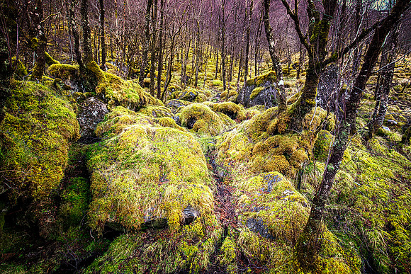 mossy trees a