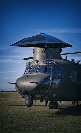 Chinook portrait