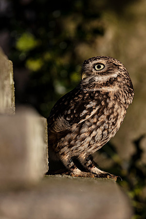 little owl on a tomb