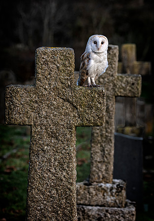 Owl and 3 crosses