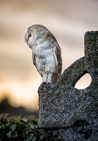 Sunset barn owl