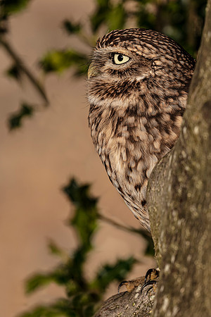 Little owl peeping