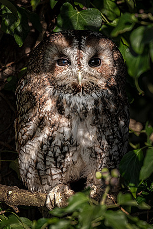 Tawny in ivy