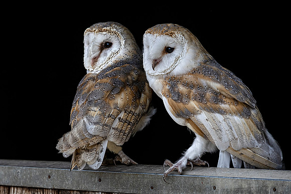 Barn owl pair