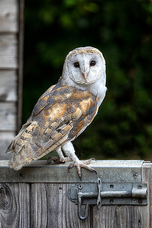 barn owl on barn door