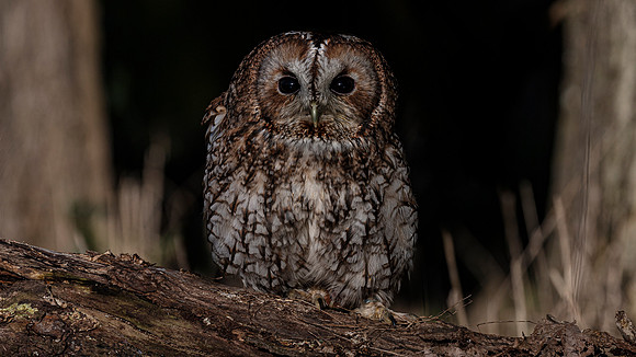 Tawny on branch 16x9