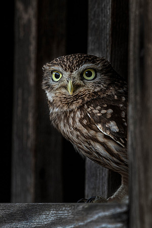 little owl on windowsill