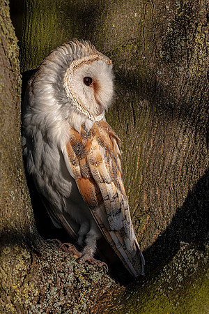 Mane barn owl