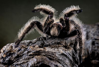 Curly haired Tarantula (Mating pose)