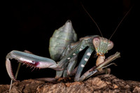 Mantis lunch break