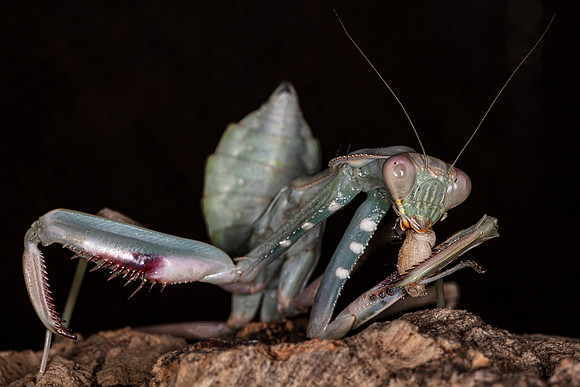 Mantis lunch break