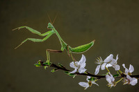 Mantis in blossom