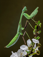 Mantis in blossom 2