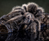 Curly haired Tarantula (wet feet)