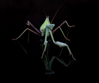 Mantis reflected