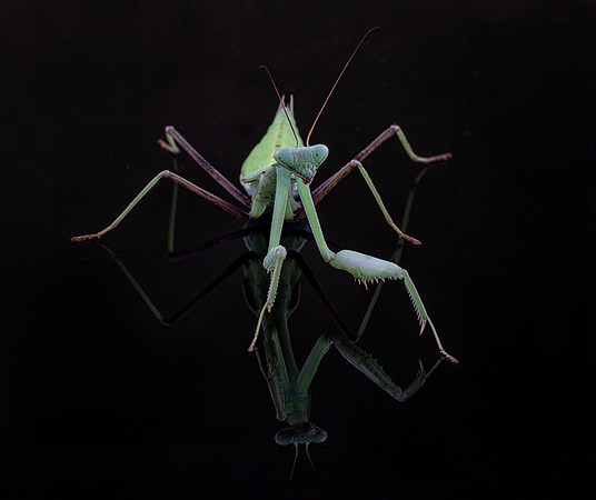 Mantis reflected