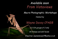 VV Macro workshop advert