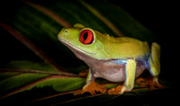 Red eyed green tre frog, juv