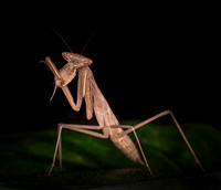 Mantis lunch 1