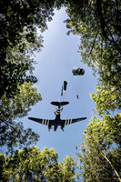 Dak tree drop