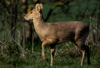 Chinese water deer