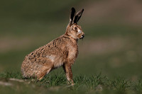 Dawn hare