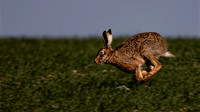 Hare in a hurry