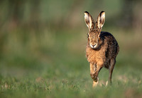 Head on hare