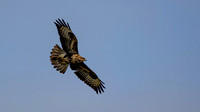 Soaring buzzard