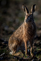 Sunrise hare