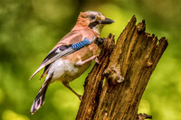 jay 2018
