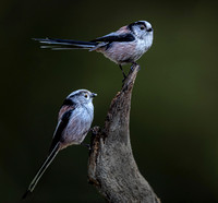 Mr & mrs Longtail tit RW SQ
