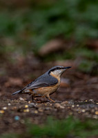 Nuthatch crop