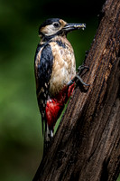 greater spotted woodpecker