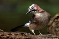 Inquisitive jay
