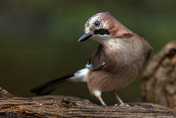 Inquisitive jay