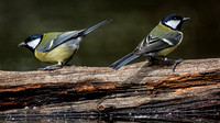 Not speaking to you (great tits)