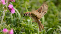 tree sparrow (  Passer montanus )