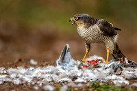 Sparrowhawk