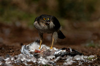 Sparrowhawk 3