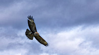 monday buzzard