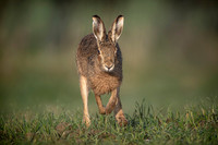 hare charge