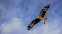 Haddiscoe Kite PC