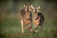 hare charge pair