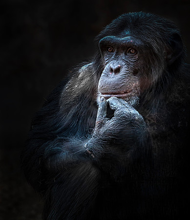 Chimp thoughts  copy 2