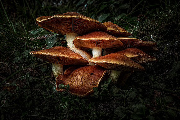 Tricholoma fulvum