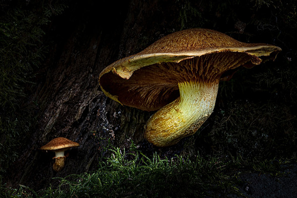 The fight for light ( Tricholoma fulvum )